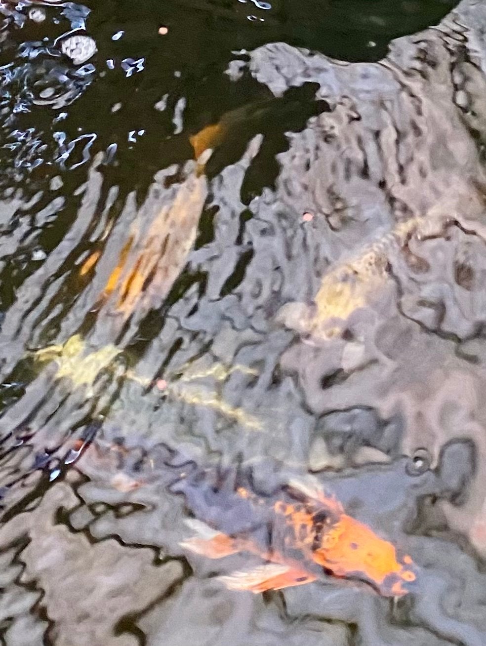 6 Butterfly Koi's 20-35 cm incl. toebehoren, Dieren en Toebehoren, Vissen | Vijvervissen, Karper of Koi