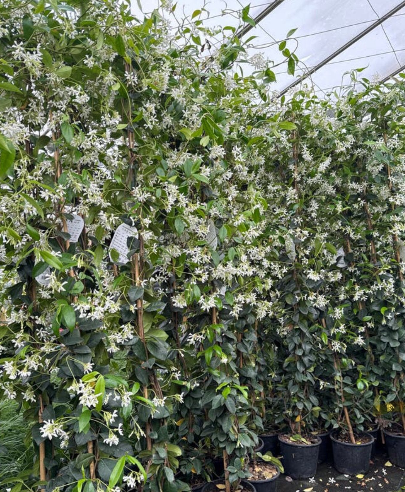 Witte Toscaanse jasmijnen 20/40 - 200/225 cm elke 11e Gratis, Ophalen, Overige soorten, 100 tot 250 cm