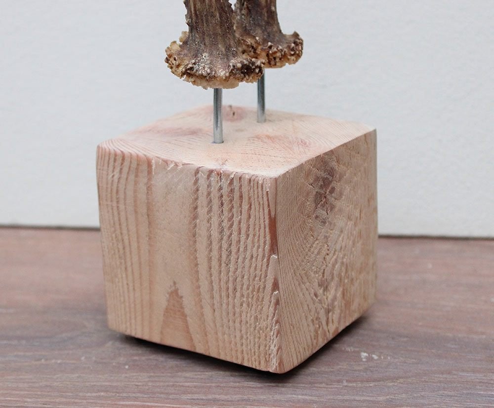 Zesender REE GEWEI paar op stevige houten sokkel (ref. 2), Ophalen of Verzenden, Nieuw, Hert, Gewei of Kop