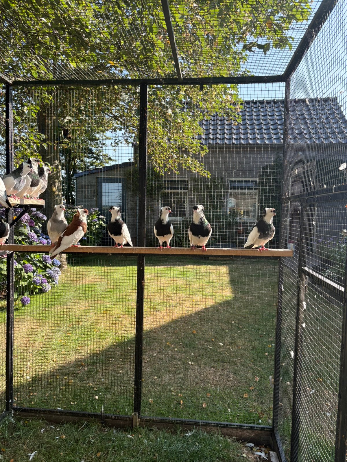3 koppels Felegyhazer tuimelaar, Dieren en Toebehoren, Vogels | Duiven, Meerdere dieren, Tuimelaar of Roller