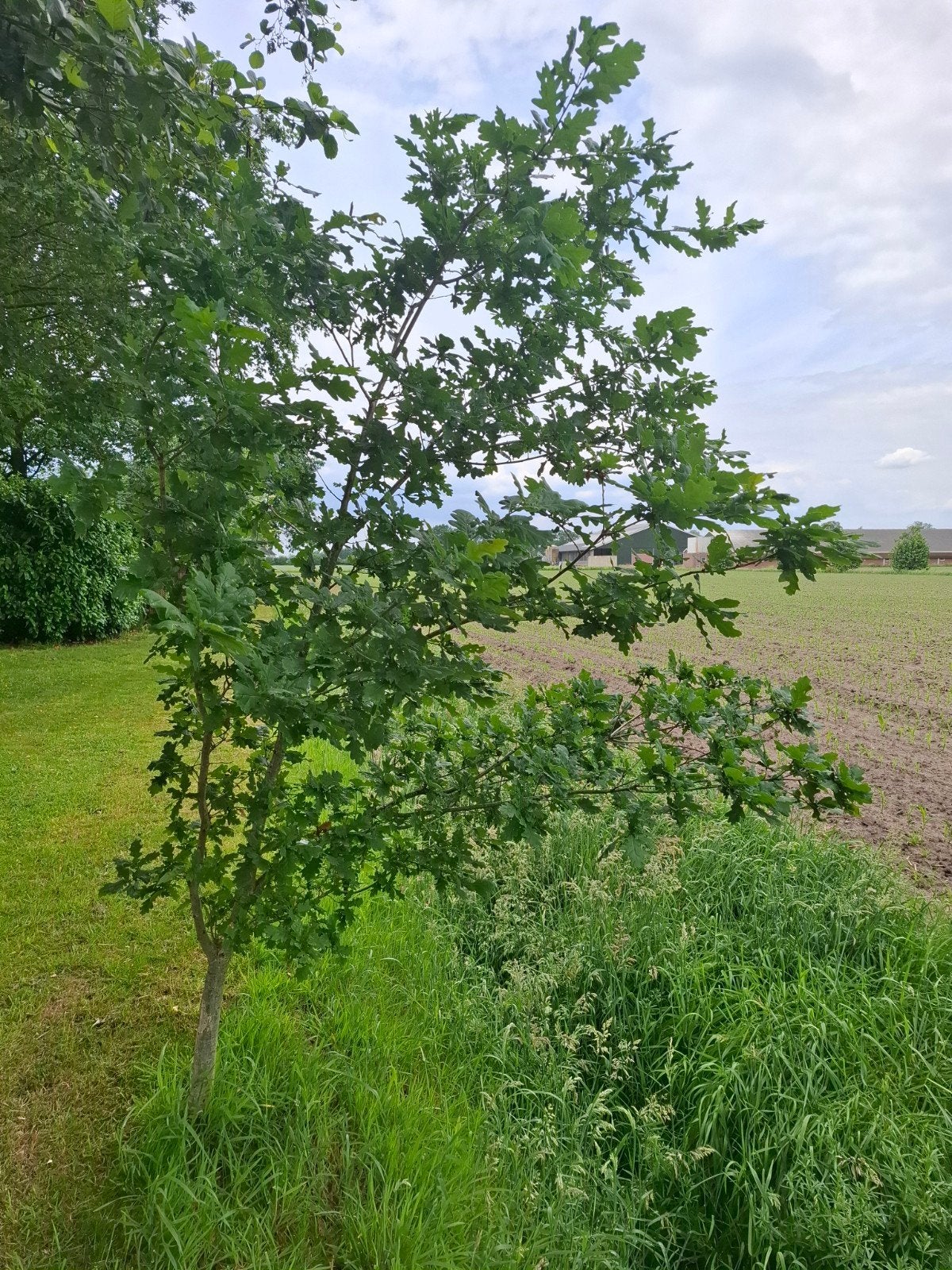 Jonge Eikenboom - Perfect voor uw tuin, Tuin en Terras, Planten | Bomen, Overige soorten, 250 tot 400 cm, Volle zon, Bloeit niet