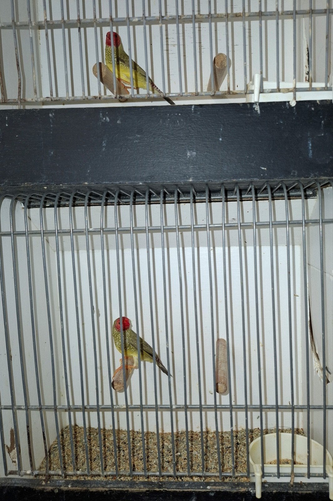 binsenastrilde, Mannelijk, Tropenvogel