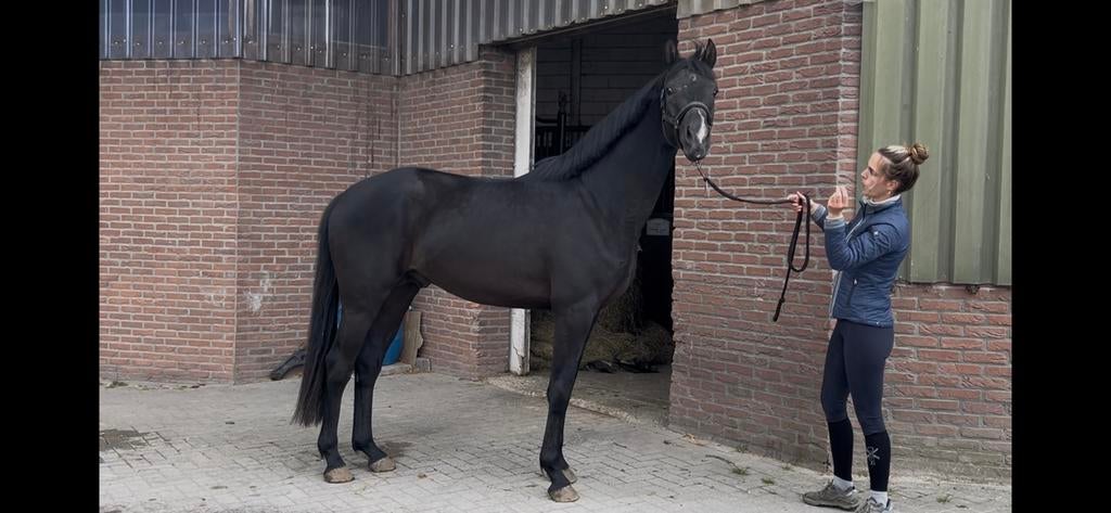 Prachtige 3 jarige hengst van Indian Rock, Dieren en Toebehoren, Paarden, Met stamboom, Dressuurpaard, Hengst, 3 tot 6 jaar