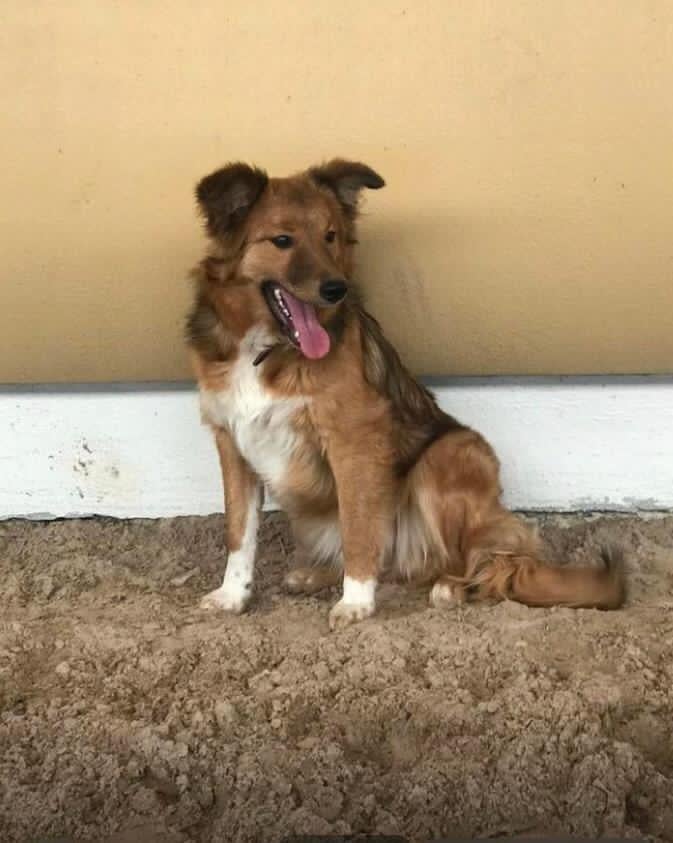 Ras zuiver border collie pups, Dieren en Toebehoren, Parvo, 8 tot 15 weken, Collie, Meerdere