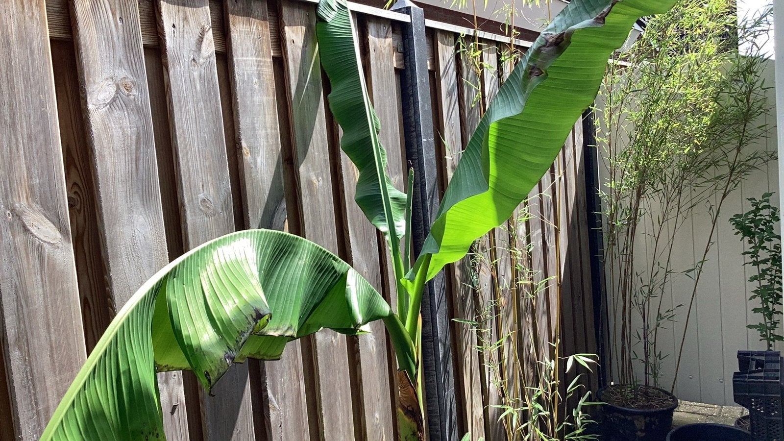 Bananenplant (Musa Basjoo) - Winterharde tropische sfeer, Tuin en Terras, Volle zon, Vaste plant, Bloeit niet, Ophalen