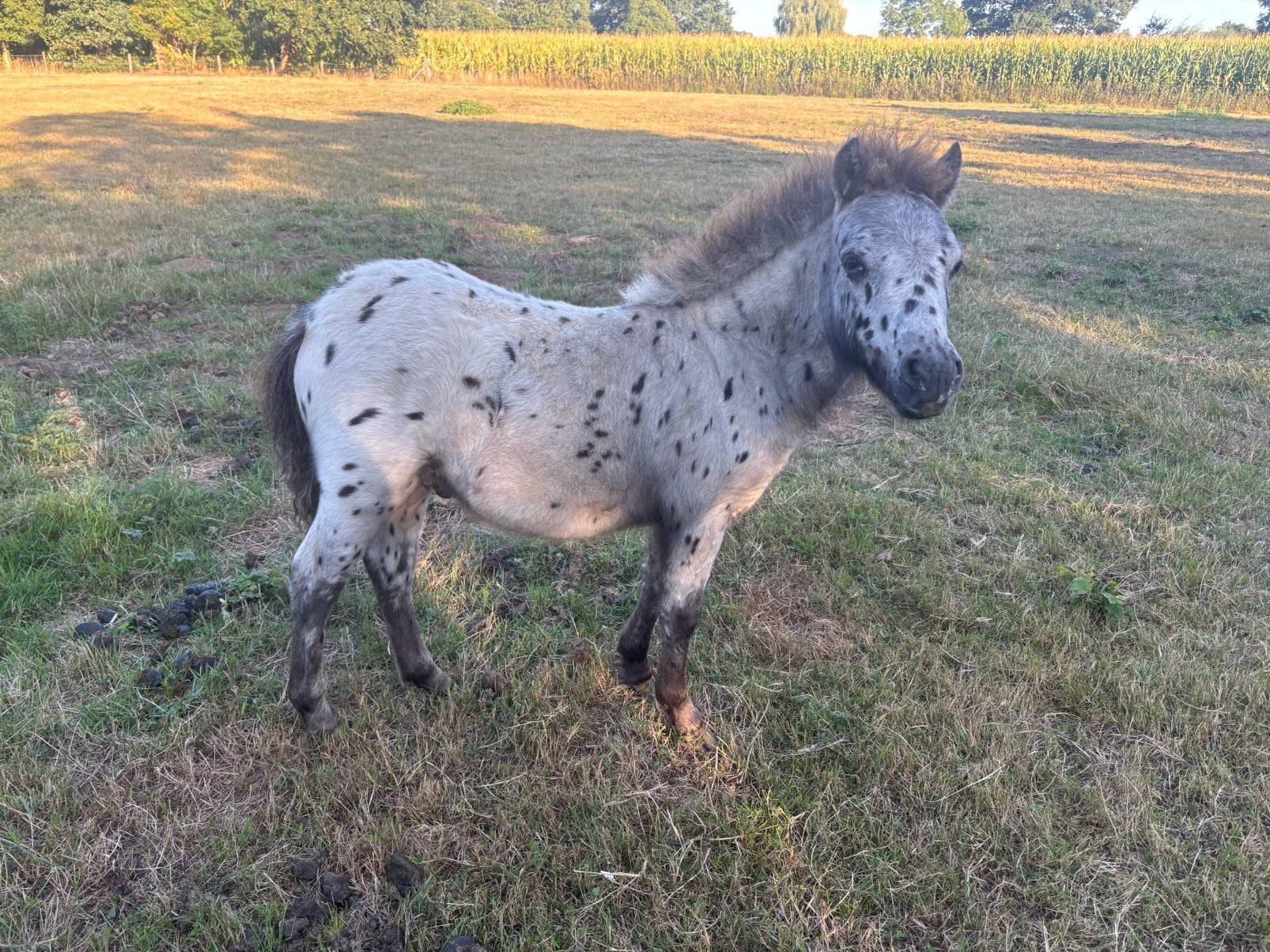 2 leuke hengstveulens te koop! Palomino en Appaloosa, Dieren en Toebehoren, Pony's, 0 tot 2 jaar, Hengst, A pony (tot 1.17m), Onbeleerd