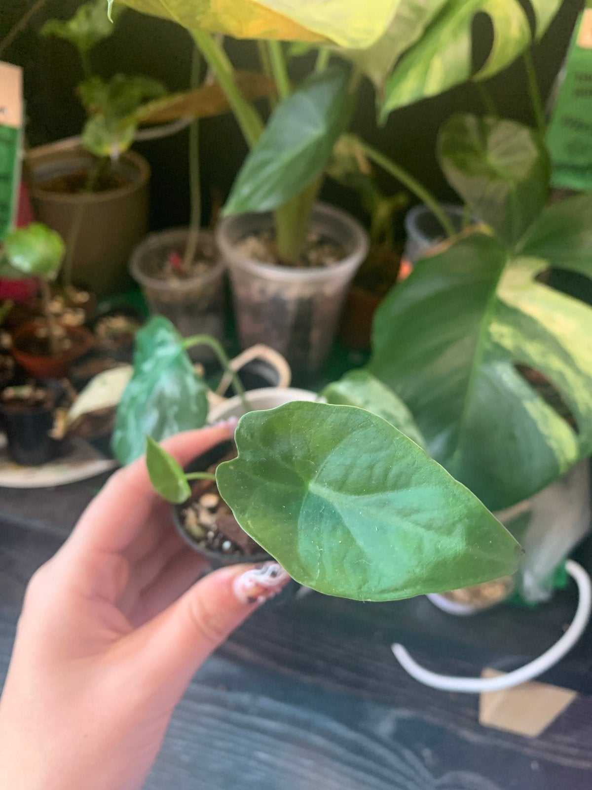Alocasia regal shield, Huis en Inrichting, Kamerplanten, Ophalen