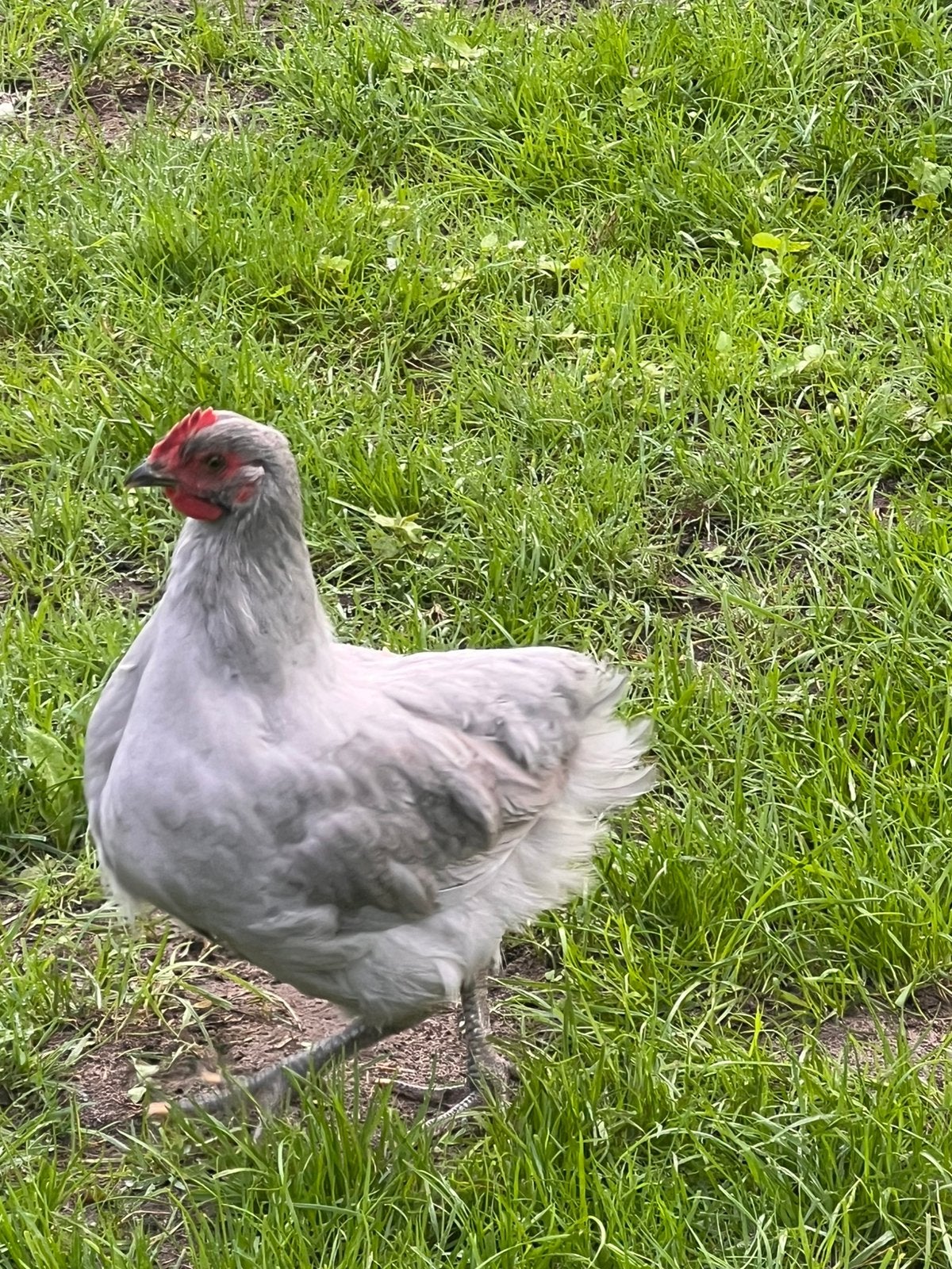 Jonge orpington hanen, in verschillende kleuren, Mannelijk, Kip