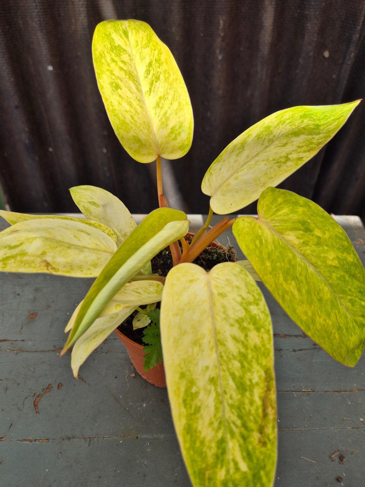Philodendron Painted lady p12, Ophalen of Verzenden, Halfschaduw, Minder dan 100 cm