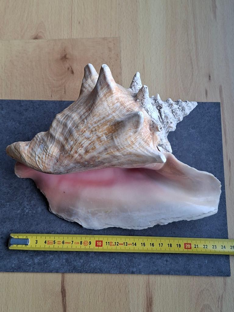 Grote schelp - Decoratie - Natuurlijk product, Ophalen of Verzenden, Gebruikt