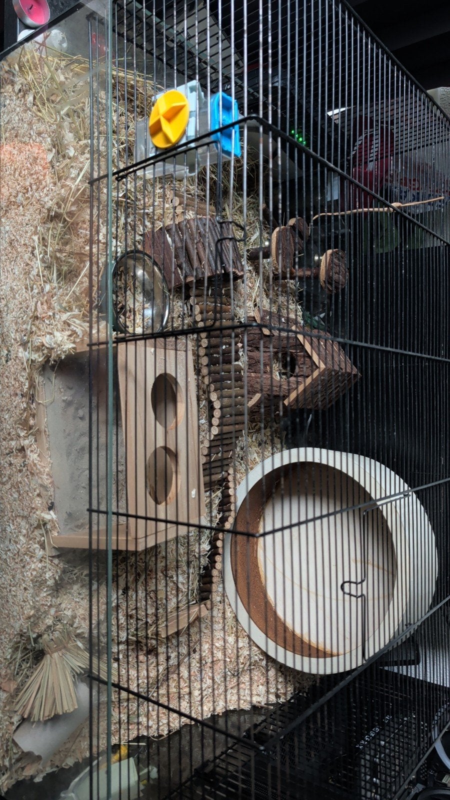 hamster en hamsterkooi aangeboden, Dieren en Toebehoren, April, Mannelijk, Hamster