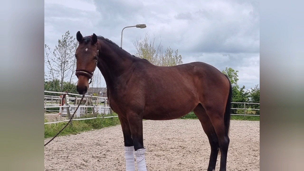 Superlieve talentvolle 2 jarige dressuurmerrie, Dieren en Toebehoren, Paarden, Merrie, Met stamboom, Dressuurpaard, 0 tot 2 jaar