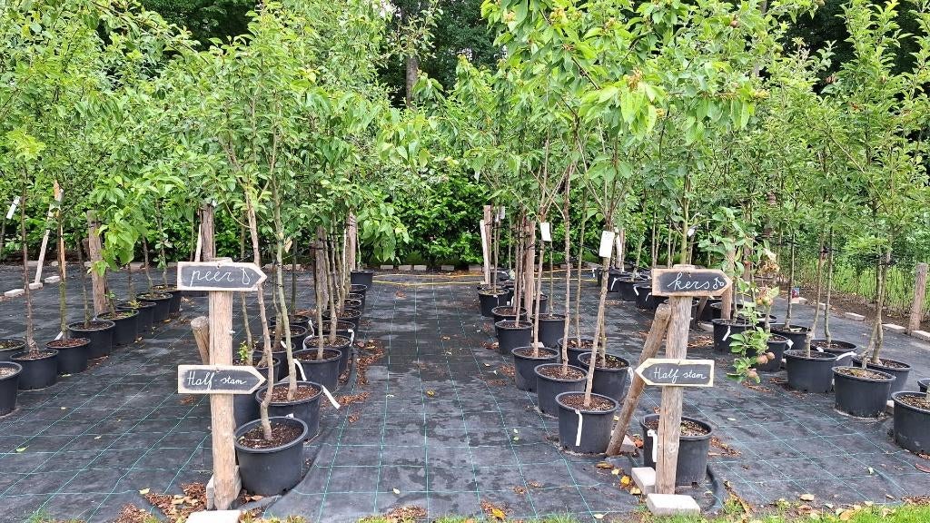 Fruitbomen Lentevoordeel!!, Ophalen, 100 tot 250 cm, Appelboom, Lente