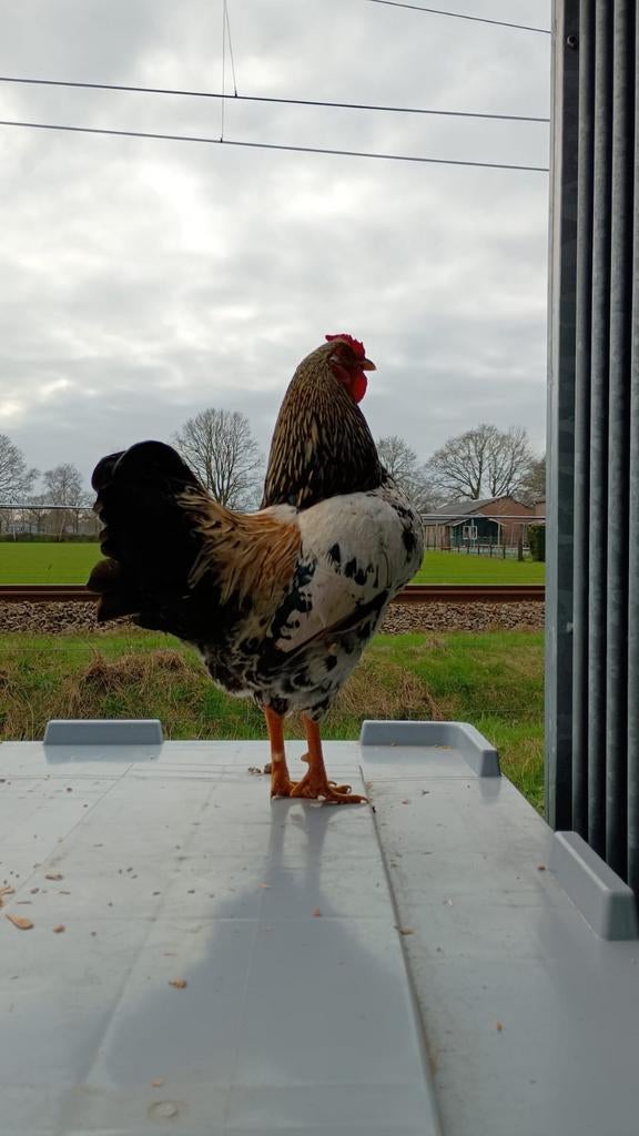 Jonge barnevelder kriel haan, Dieren en Toebehoren, Mannelijk, Kip