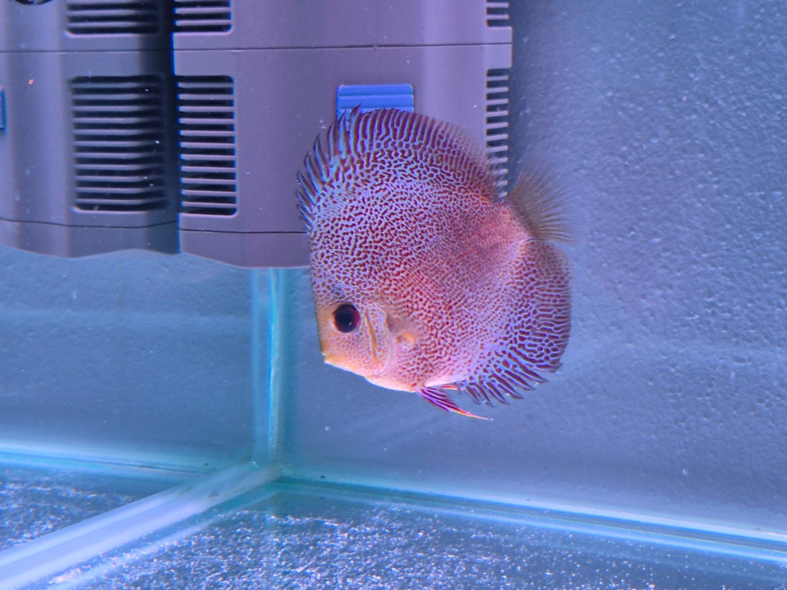 discusvissen, Dieren en Toebehoren, Vissen | Aquariumvissen, Vis