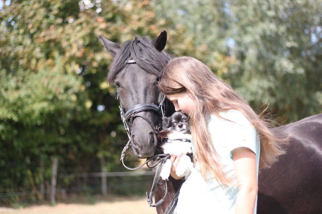 Pip  c pony, Dieren en Toebehoren, Pony's, B, C pony (1.27m tot 1.37m), 7 tot 10 jaar, Recreatiepony