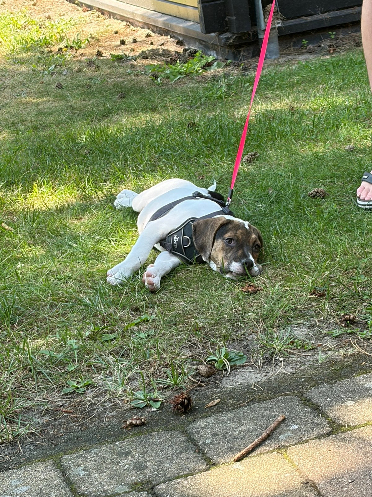 Gouden mandje gezocht voor pup, 15 weken tot 1 jaar, Teef, Bulldog, Eén hond
