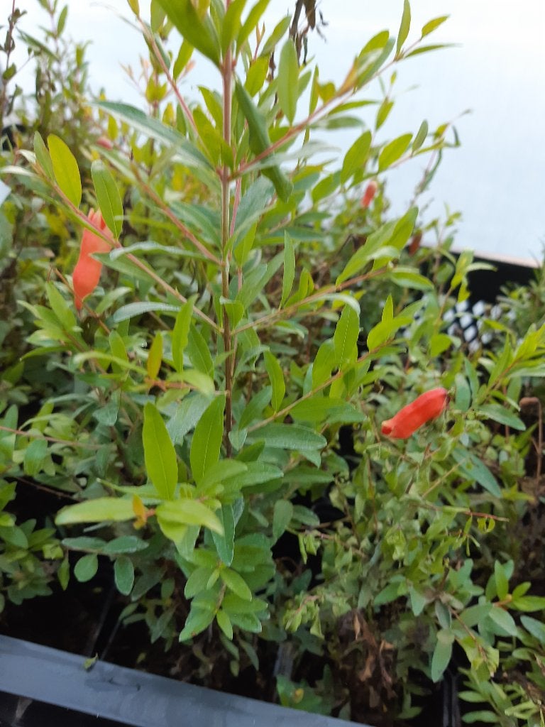 Punica granatum	granaatappel, Ophalen of Verzenden, Minder dan 100 cm, Lente