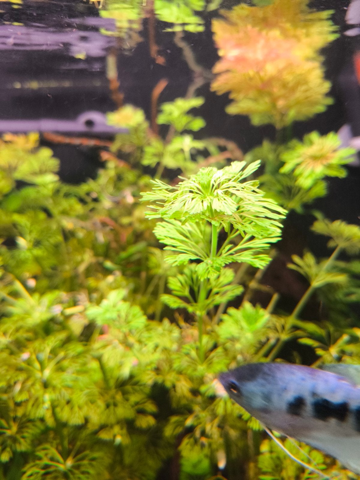 Limnophila sessiliflora aquariumplant, Dieren en Toebehoren, Vissen | Aquaria en Toebehoren, Ophalen, Plant(en), Steen of Hout