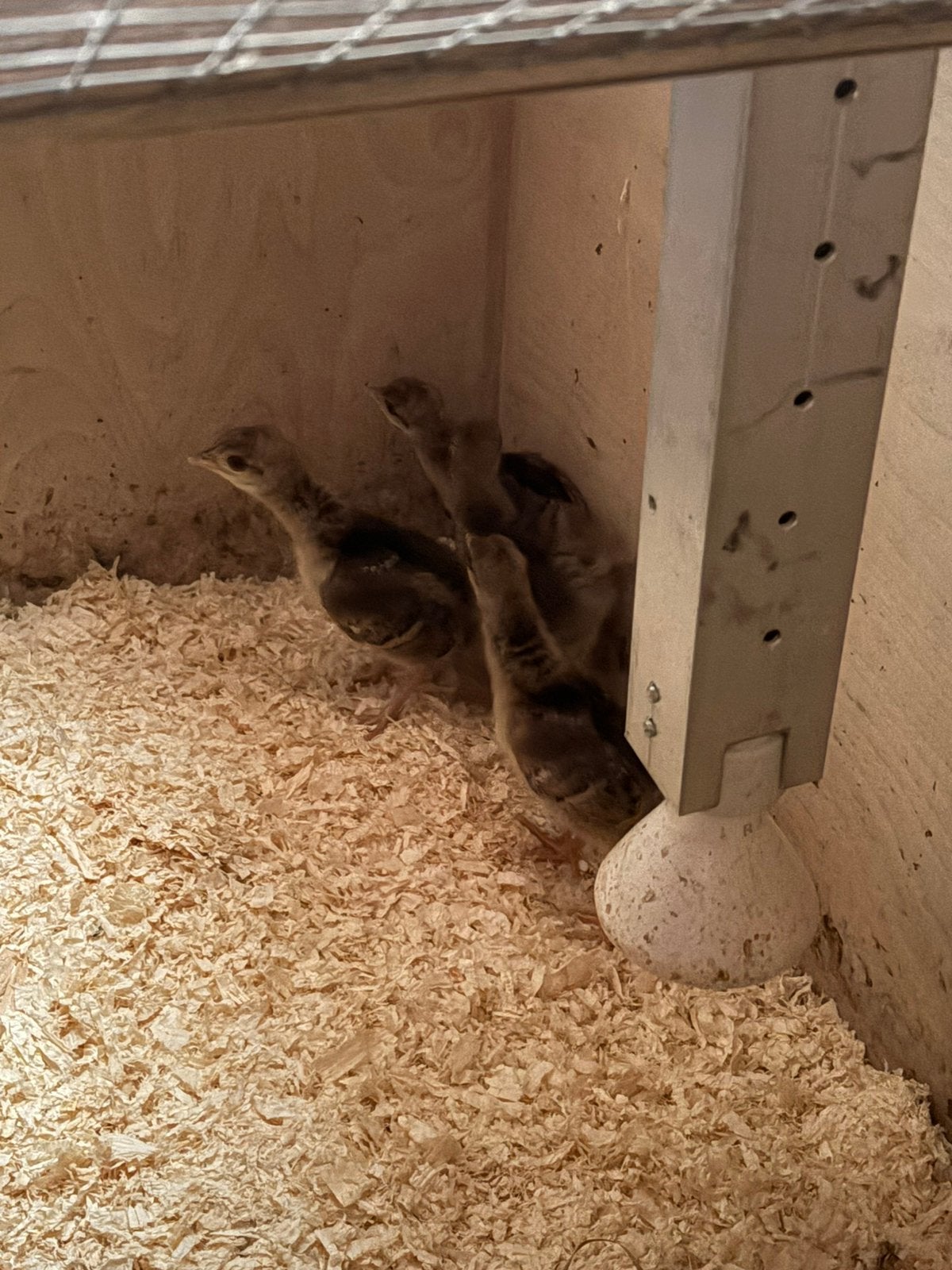 Baby Pauwen, Dieren en Toebehoren, Geslacht onbekend, Overige soorten