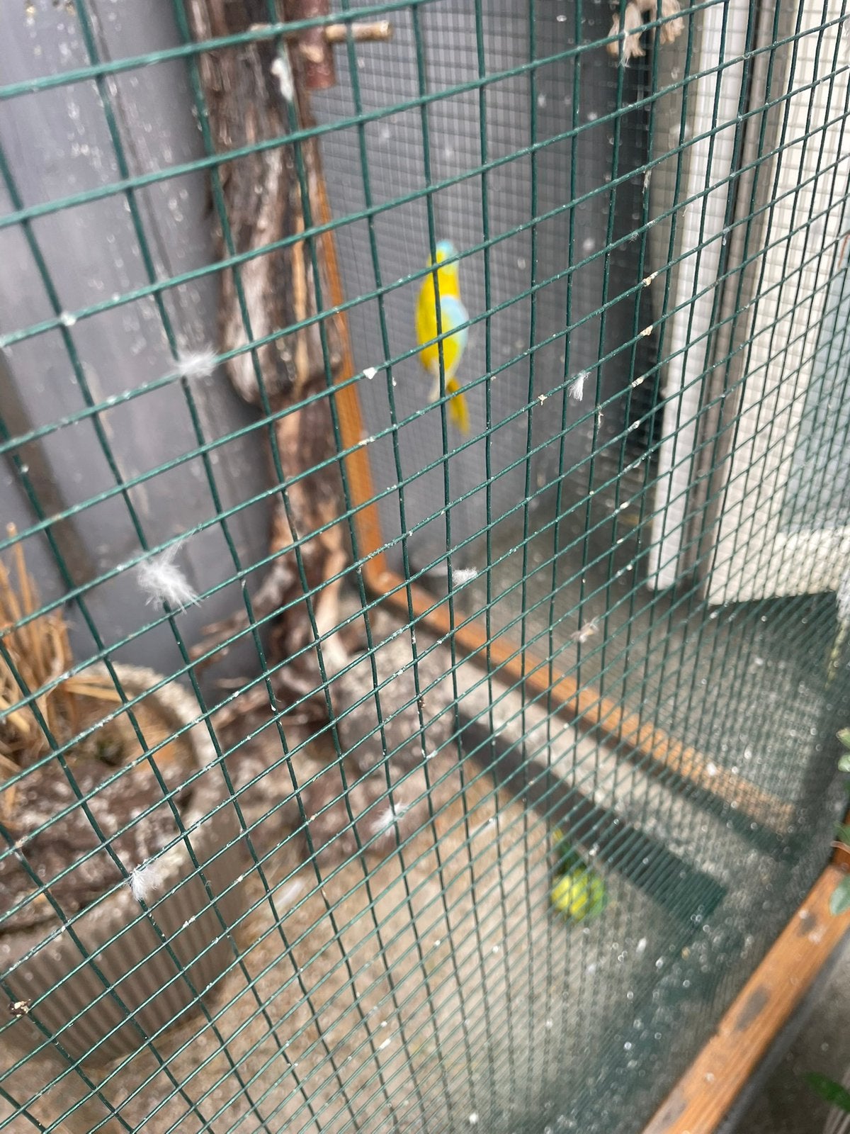 Turquisine parkieten koppel, Dieren en Toebehoren, Vogels | Kanaries, Meerdere dieren, Zangkanarie