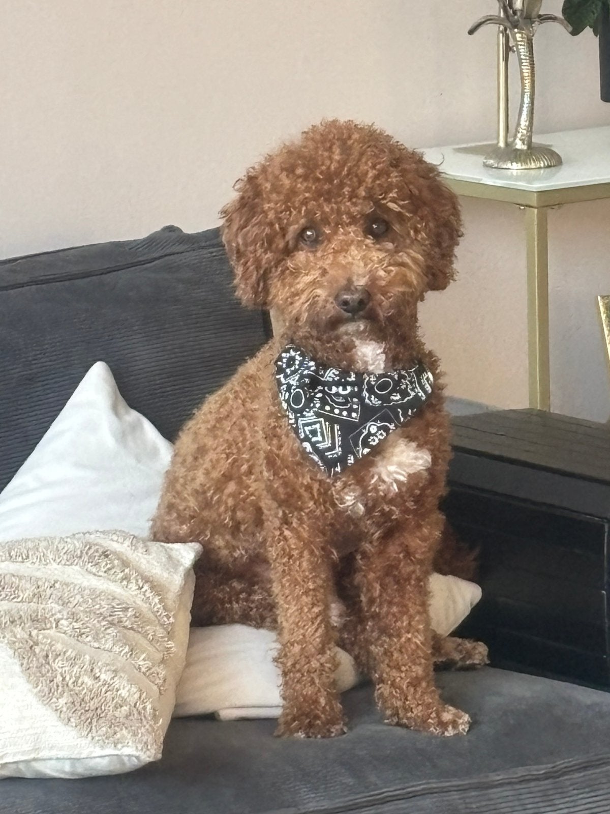 Dwergpoedel dekreu, Reu, 1 tot 2 jaar, Parvo, Eén hond