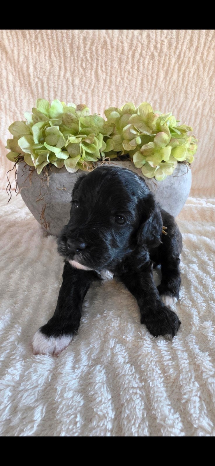 Laatste zwart witte multigen labradoodle reutje, Dieren en Toebehoren, Honden | Niet-rashonden, Parvo, 8 tot 15 weken, Meerdere