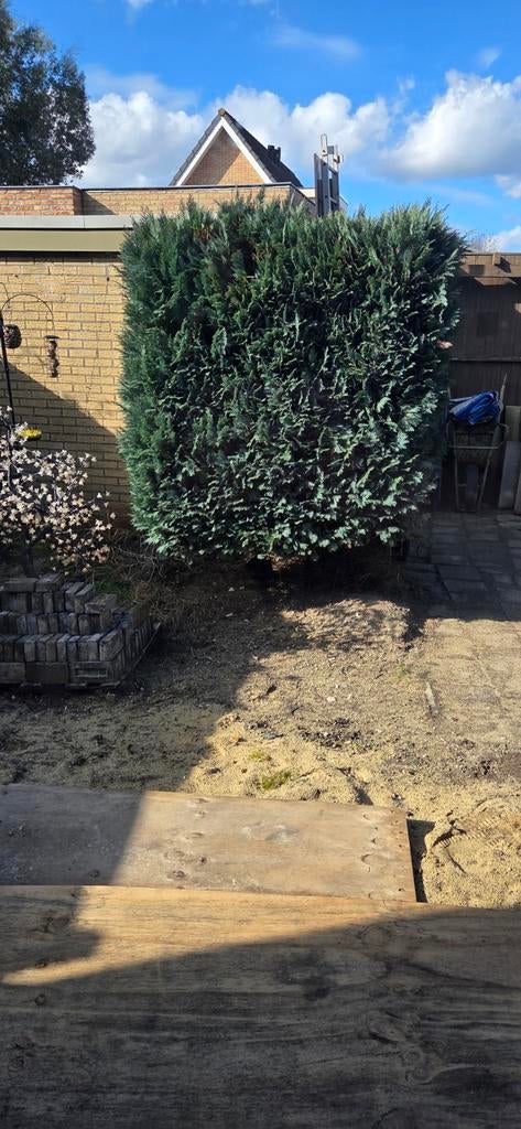 Grote Conifeer - Gratis Af te Halen in Apeldoorn, Tuin en Terras, Volle zon, Bloeit niet, 250 tot 400 cm, Overige soorten