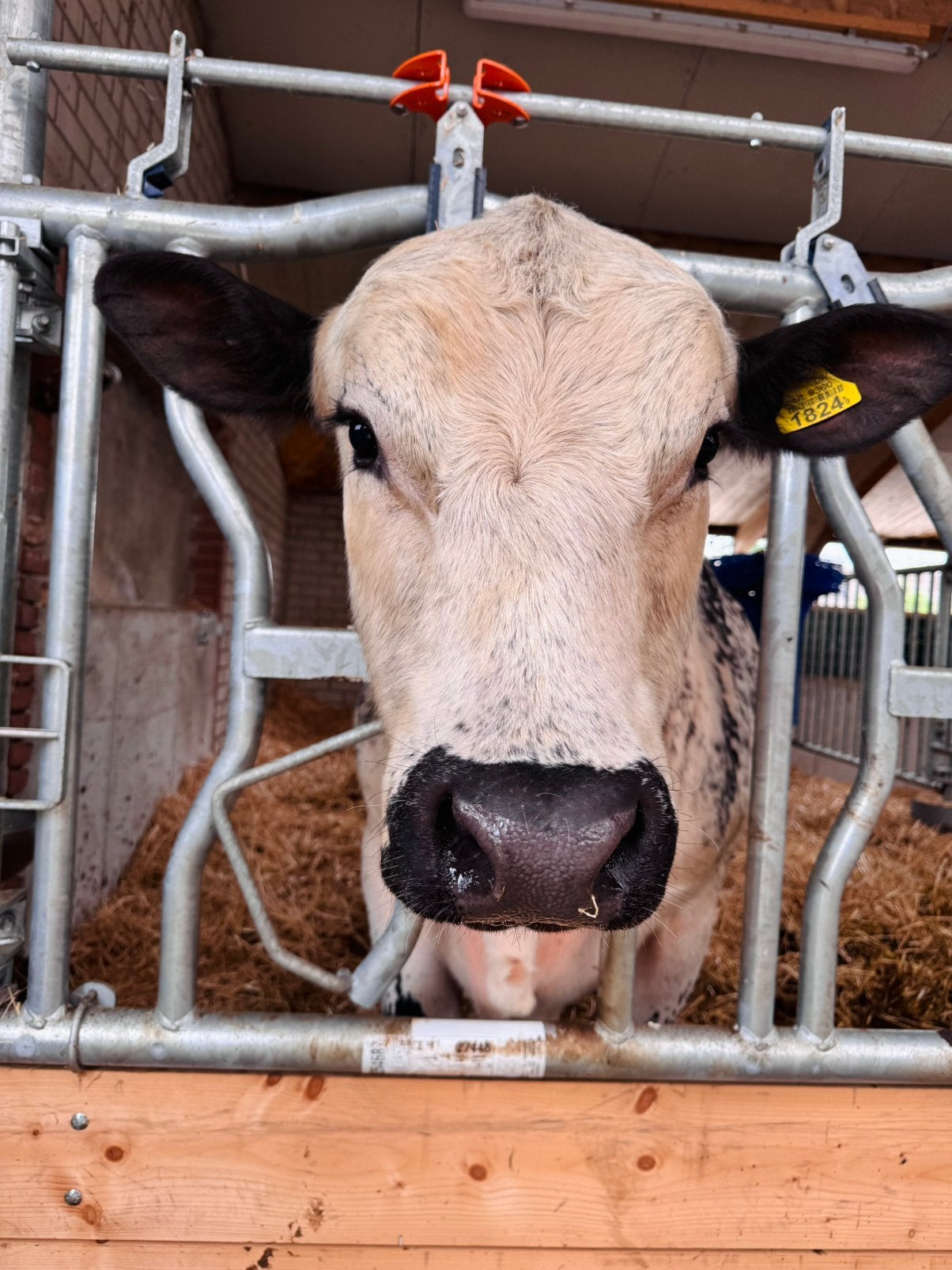 Raszuivere Speckle Park stier, Dieren en Toebehoren, Runderen, Mannelijk