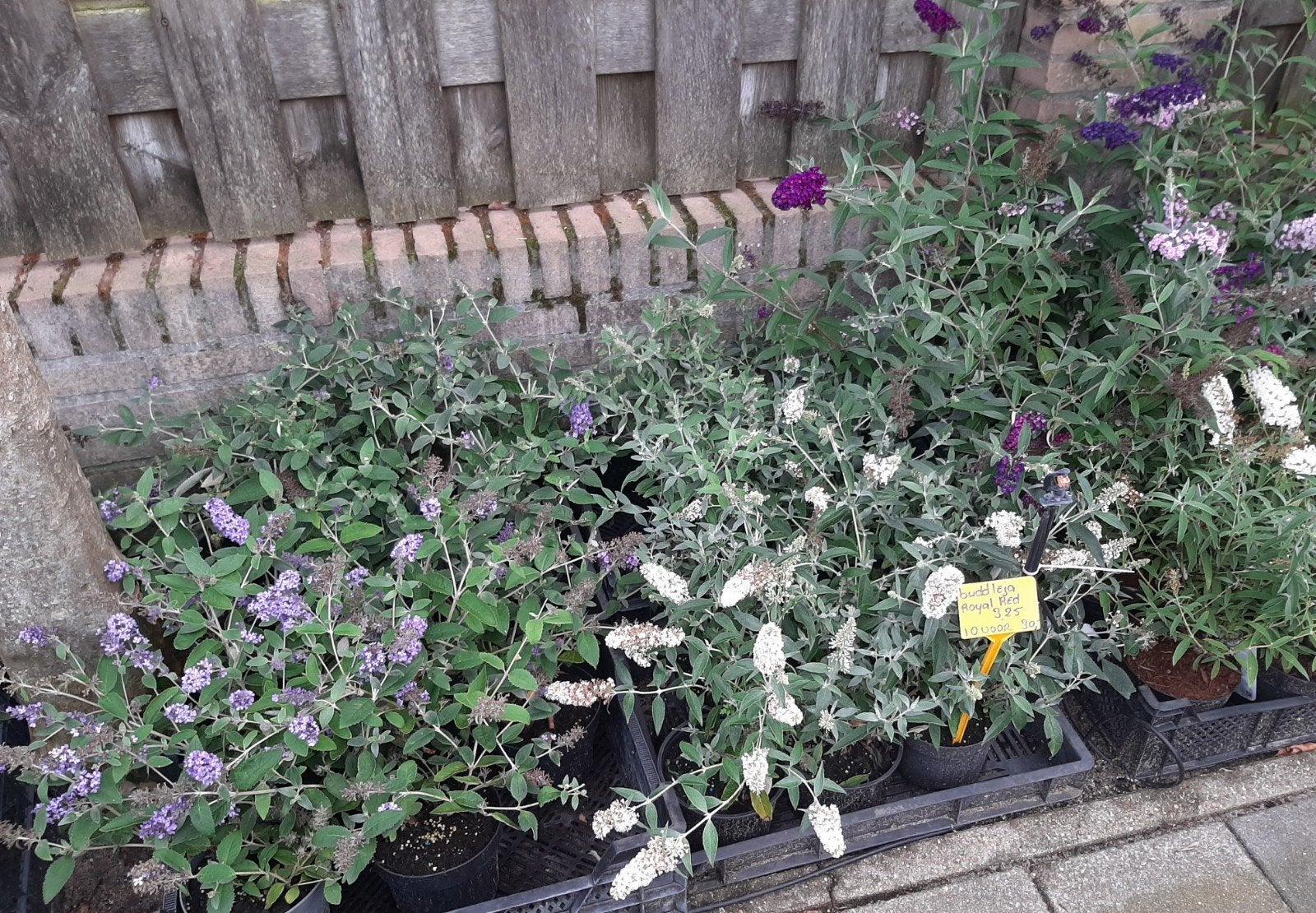 Vlinderstruiken Paars, Rood, Blauw, Geel en Wit Buddleja, Tuin en Terras, Ophalen, Vaste plant, Overige soorten, Volle zon