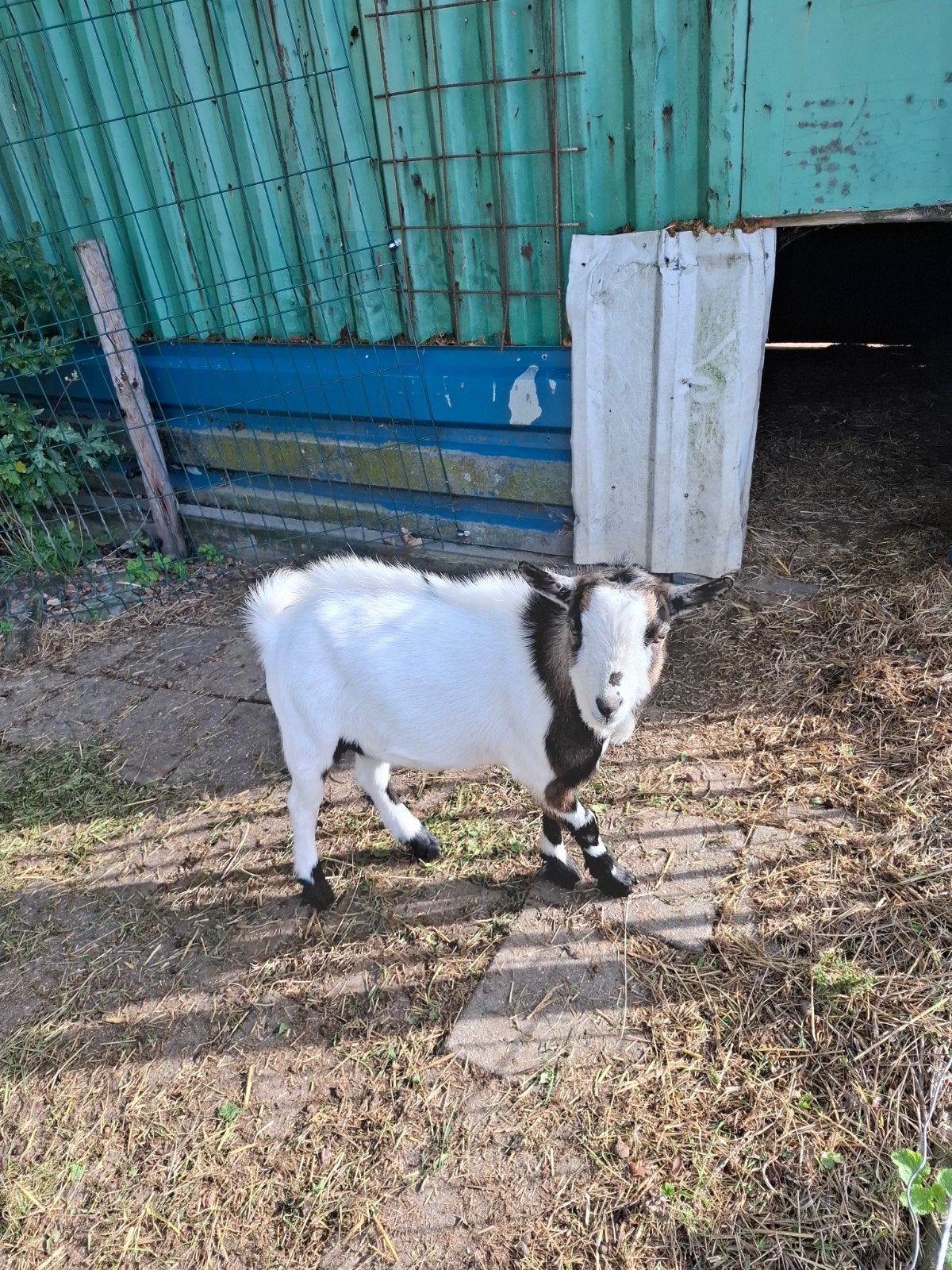 Dwerg bok, Dieren en Toebehoren, Mannelijk, Geit, 0 tot 2 jaar
