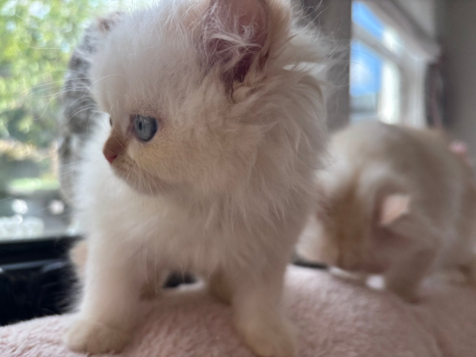 Perzische poesje te koop, Meerdere dieren, Ontwormd