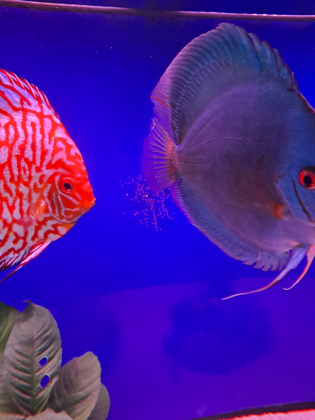 Discus koppel, Vis