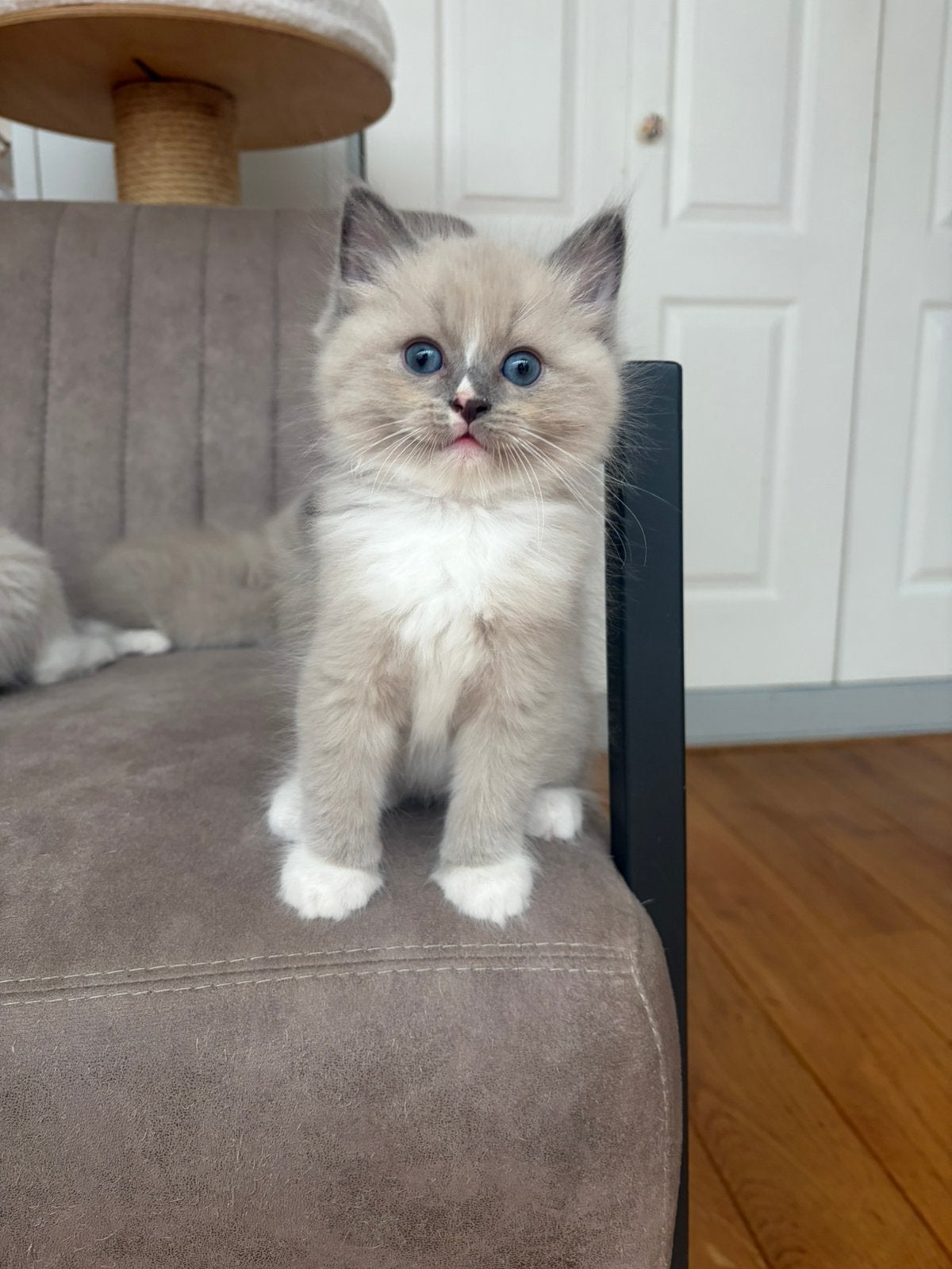 Raszuivere Ragdoll kittens, Meerdere dieren, Gechipt