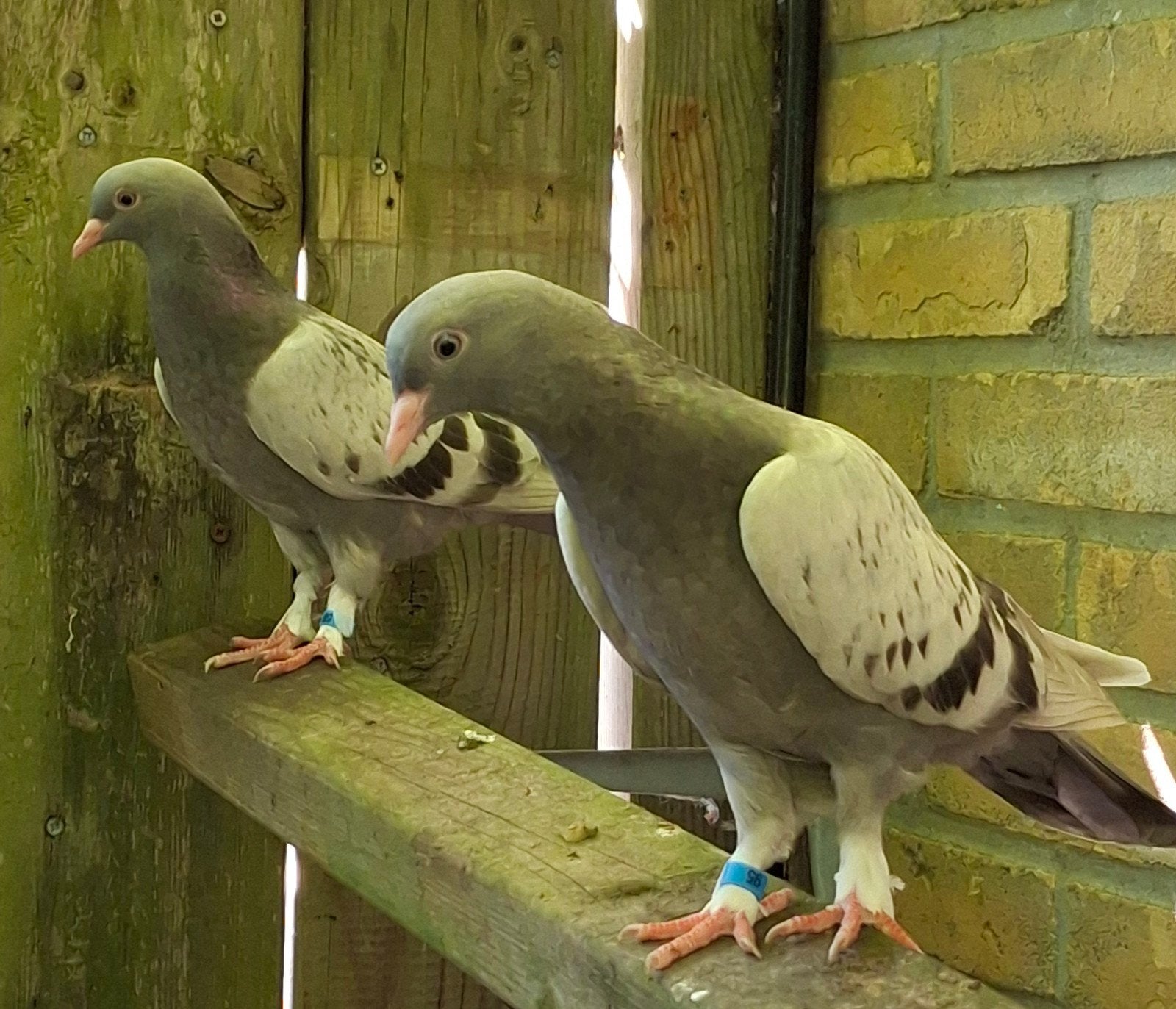 Een koppel jonge Iraakse vogels te koop. Alleen contact opne, Dieren en Toebehoren, Vogels | Duiven, Meerdere dieren