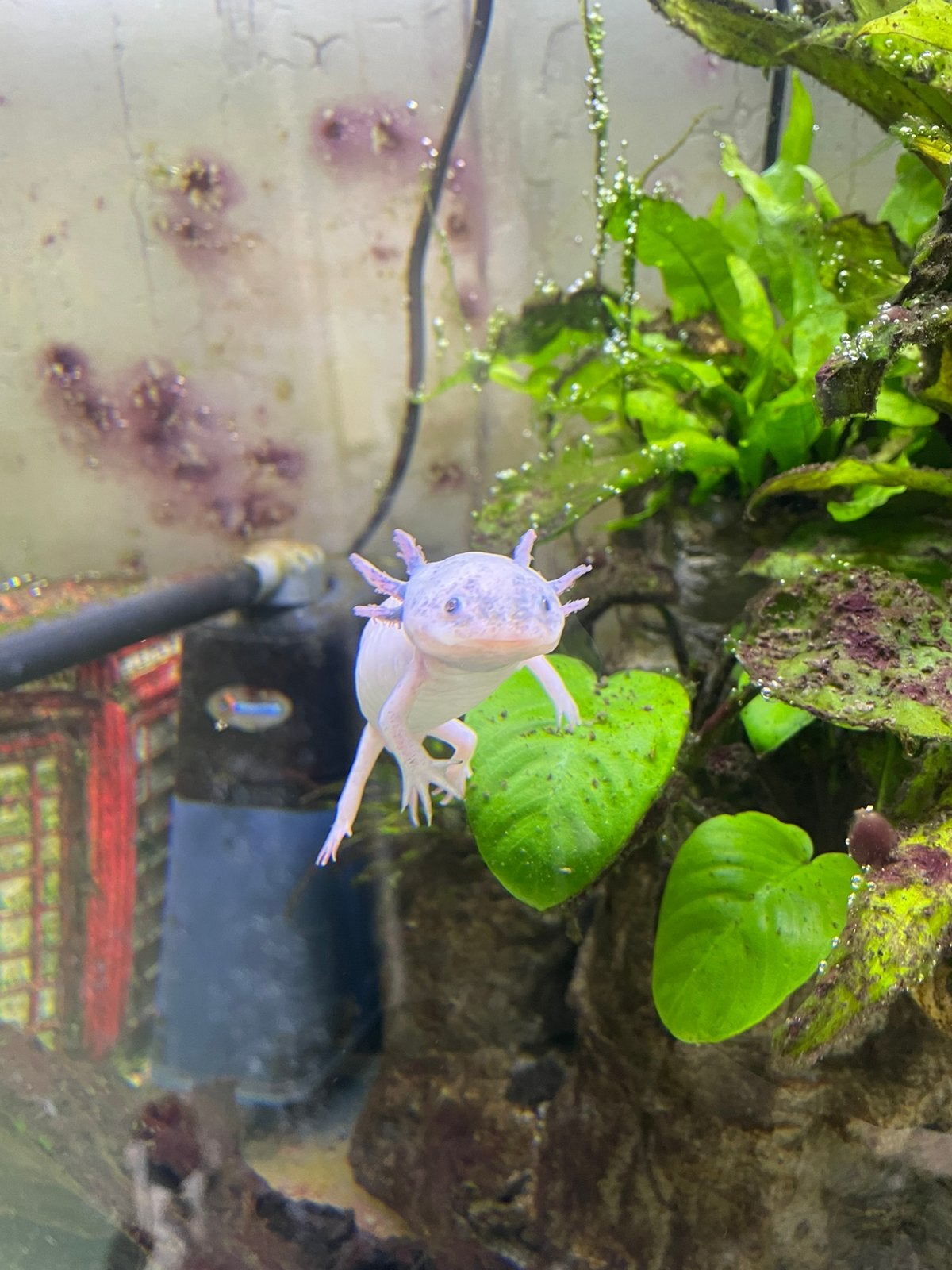 Leuke jonge axolotl, Dieren en Toebehoren, Vis
