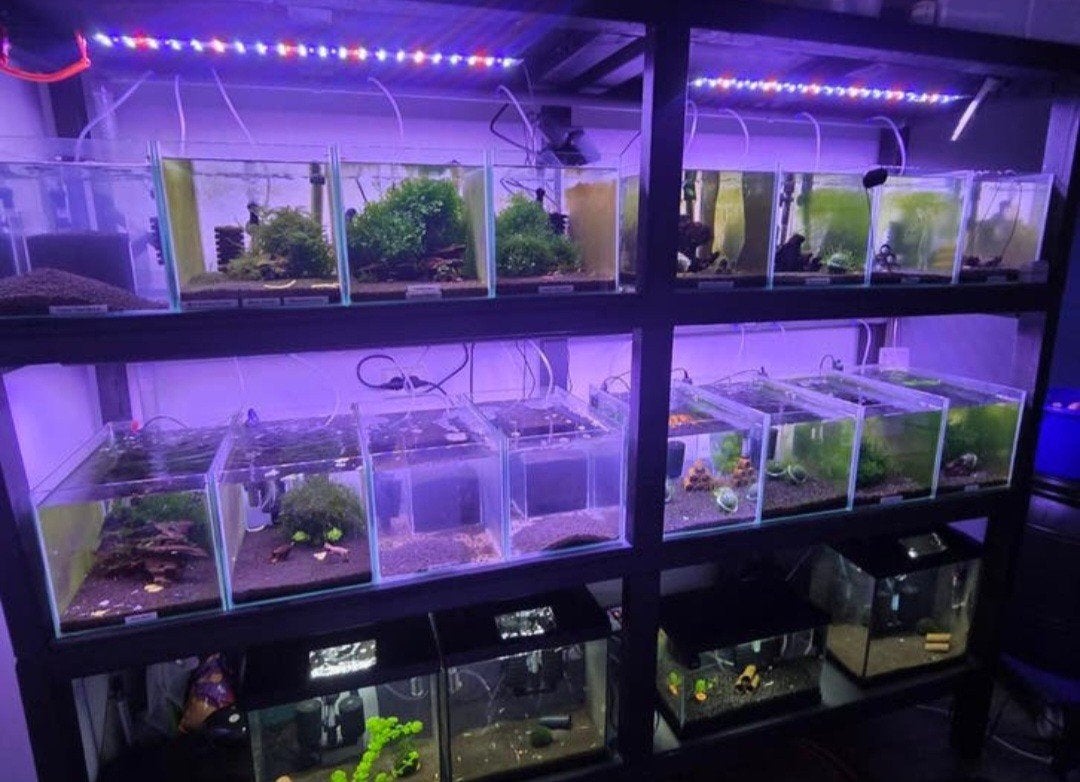 Garnalen stelling compleet, Ophalen, Gevuld zoetwateraquarium