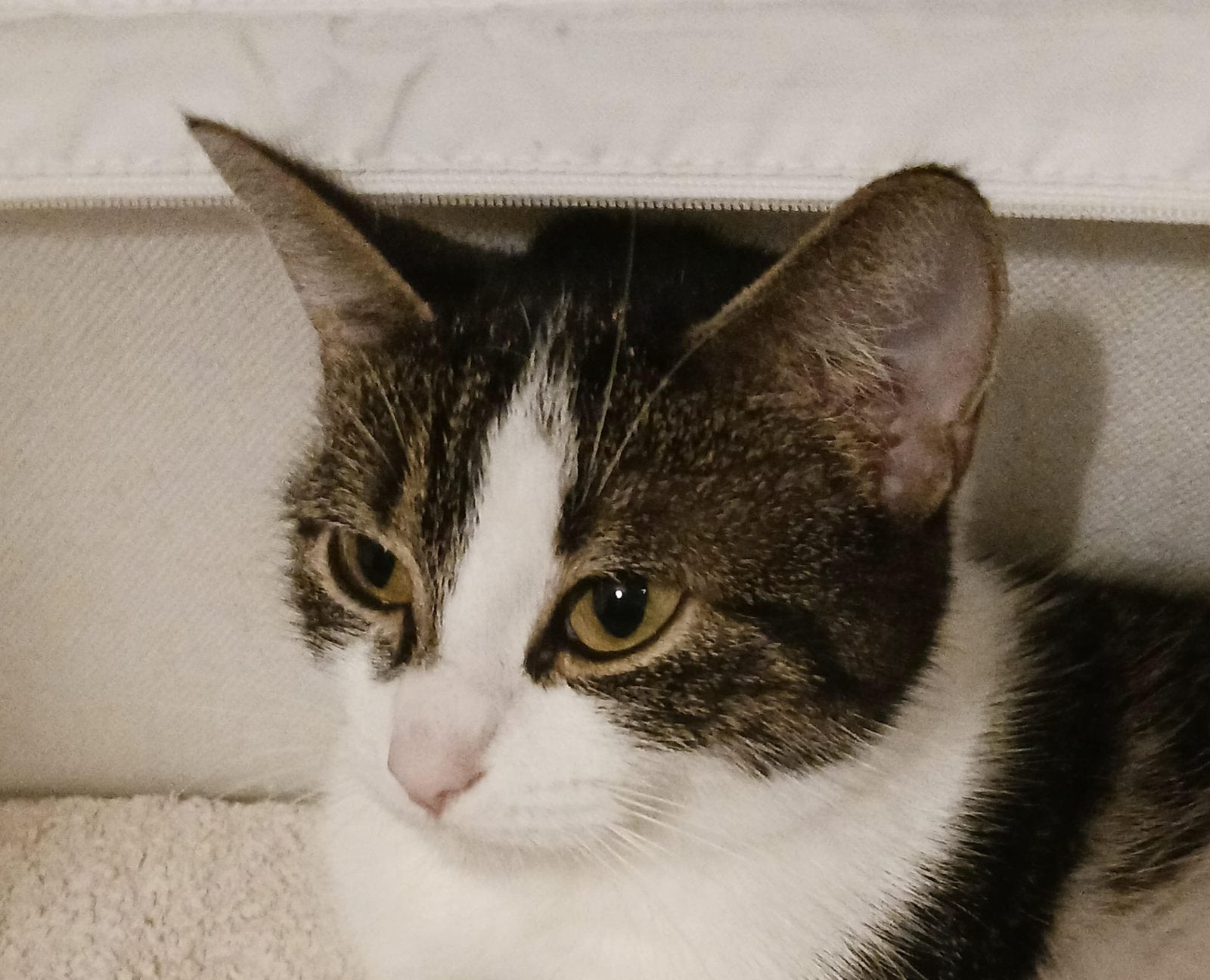 Cat 3 years old , giving in good hand !!, Poes