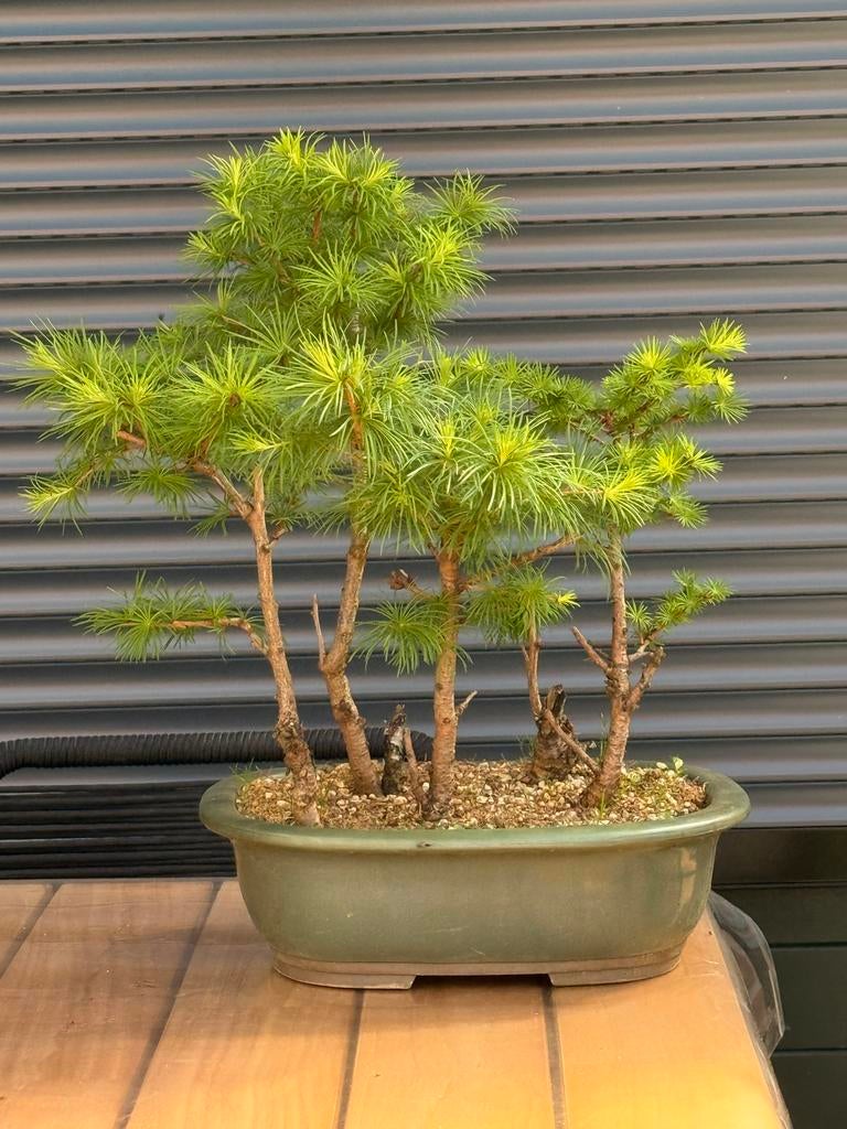 Prebonsai Larix bos - (GERESERVEERD), Volle zon, Vaste plant, Bloeit niet, Ophalen