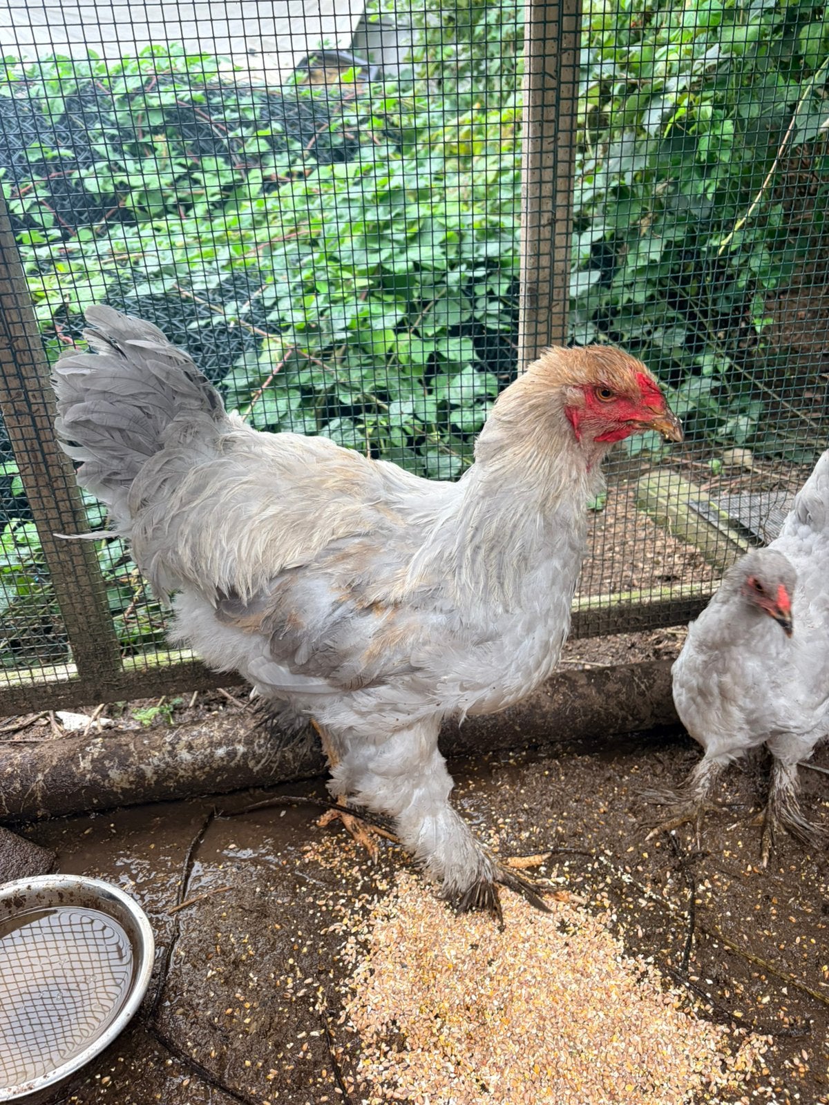 Toompje Isabel Brahma’s, Meerdere dieren, Kip