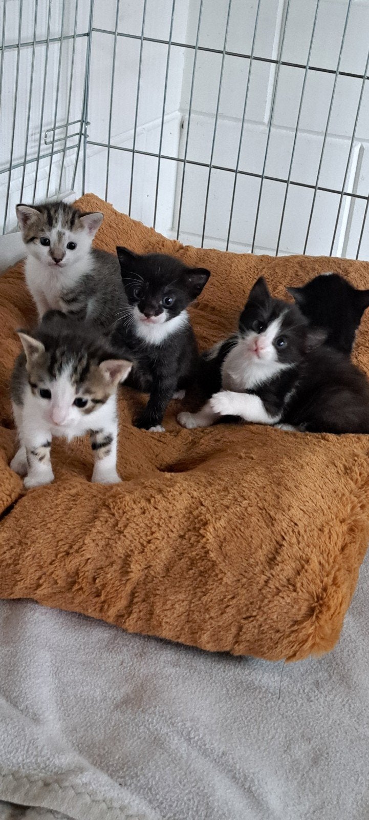 boerderij kittens, Meerdere dieren, Kortharig, 0 tot 2 jaar