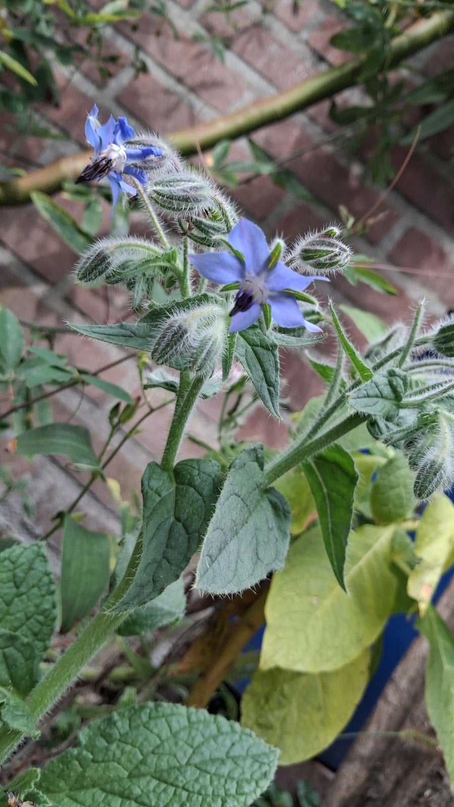 komkommerkruid plant , heb er nog 1, Ophalen, Volle zon, Eenjarig, Kruiden