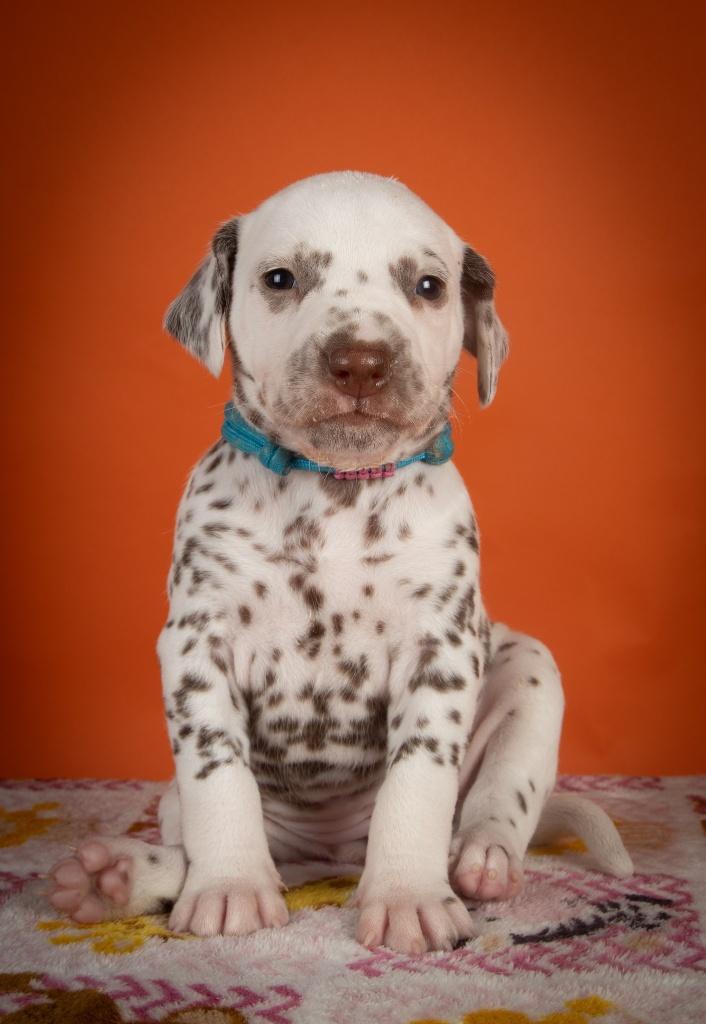 Dalmatier pups, Dieren en Toebehoren, Parvo, Dalmatiër, 8 tot 15 weken, Meerdere
