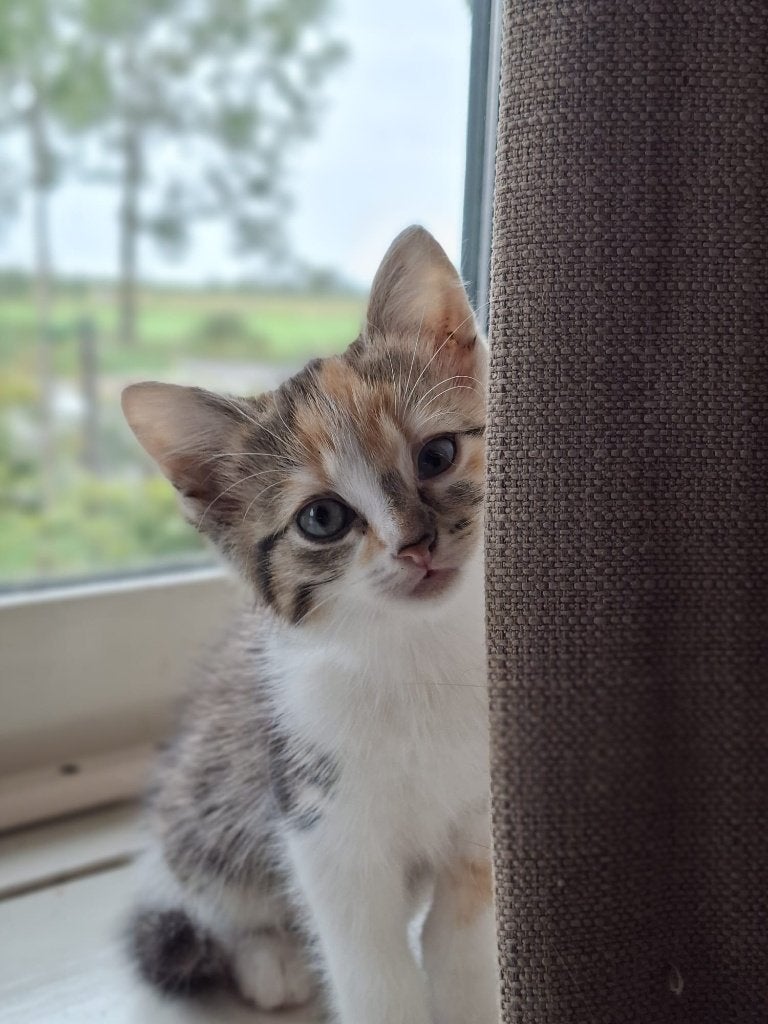 Kittens zoeken nieuw huisje (tijgertjes), Meerdere dieren, Kortharig, 0 tot 2 jaar