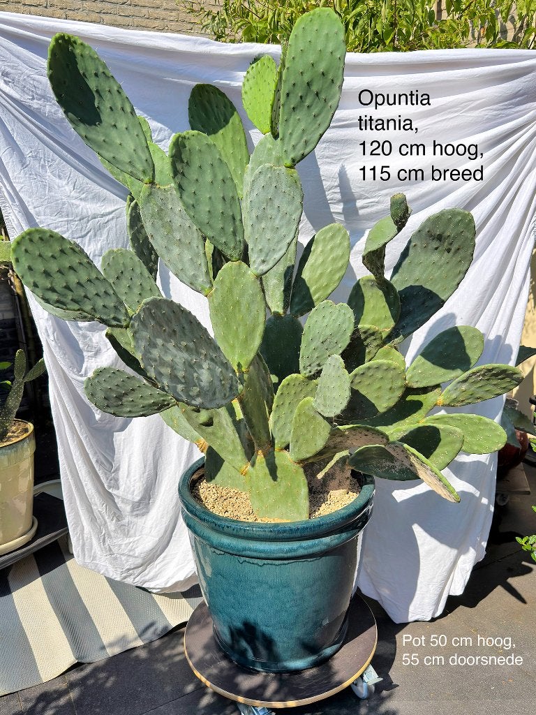 Cactus, Ophalen, 100 tot 150 cm, Bloeiende kamerplant, Volle zon