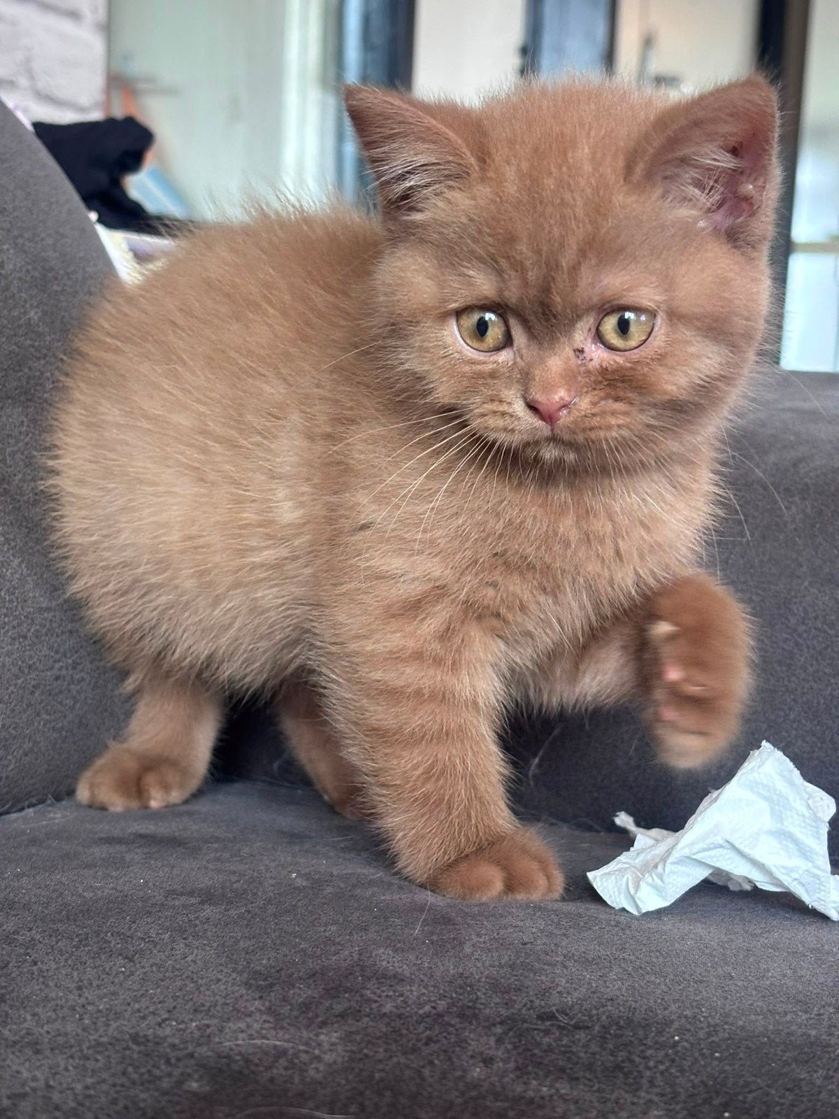 Cinnamon britse korthaar kitten(fok)meisje met stamboom, Poes, Met stamboom