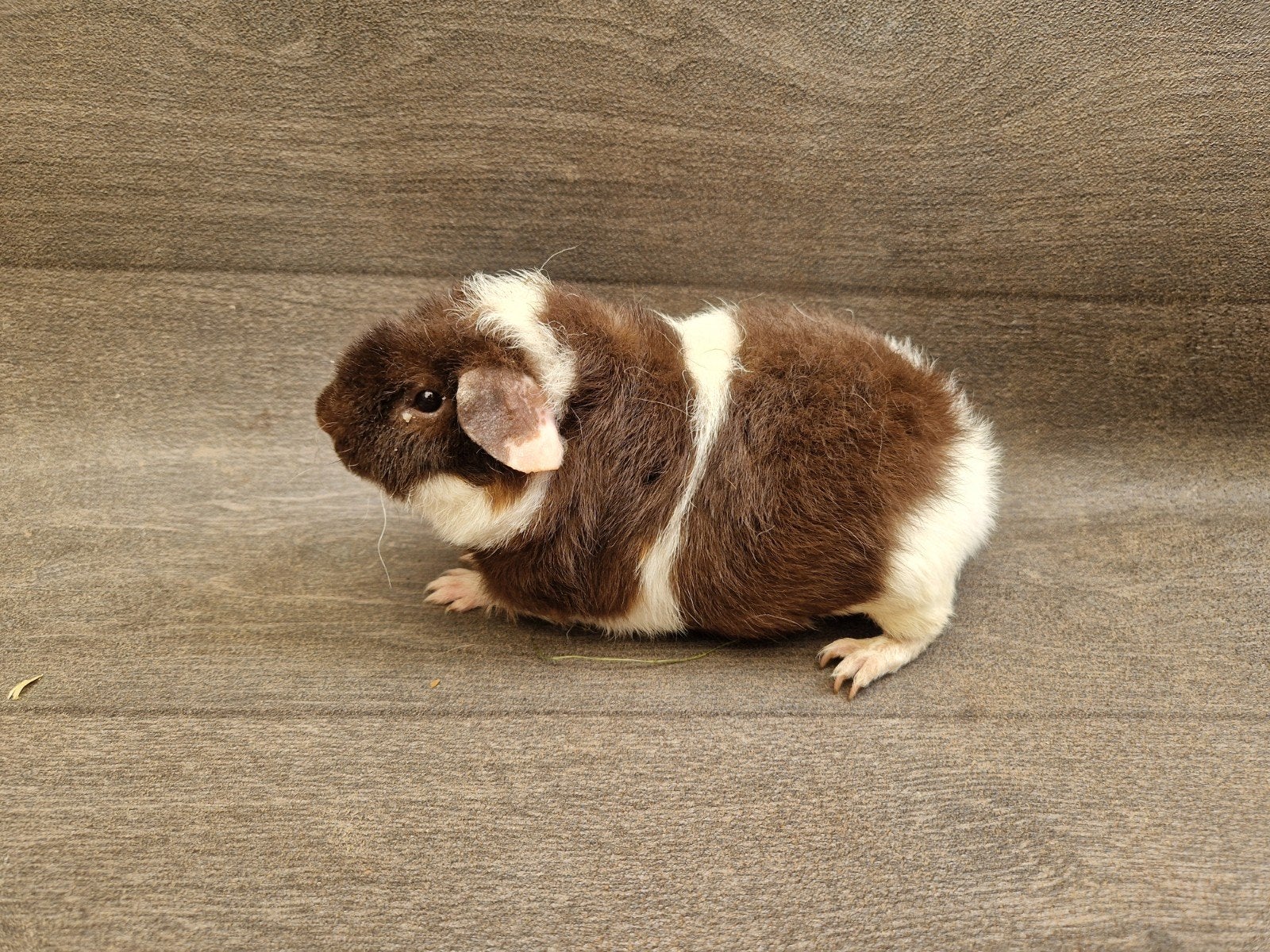 Cavia us-teddy beertje, Dieren en Toebehoren, Cavia, April, Mannelijk, Tam