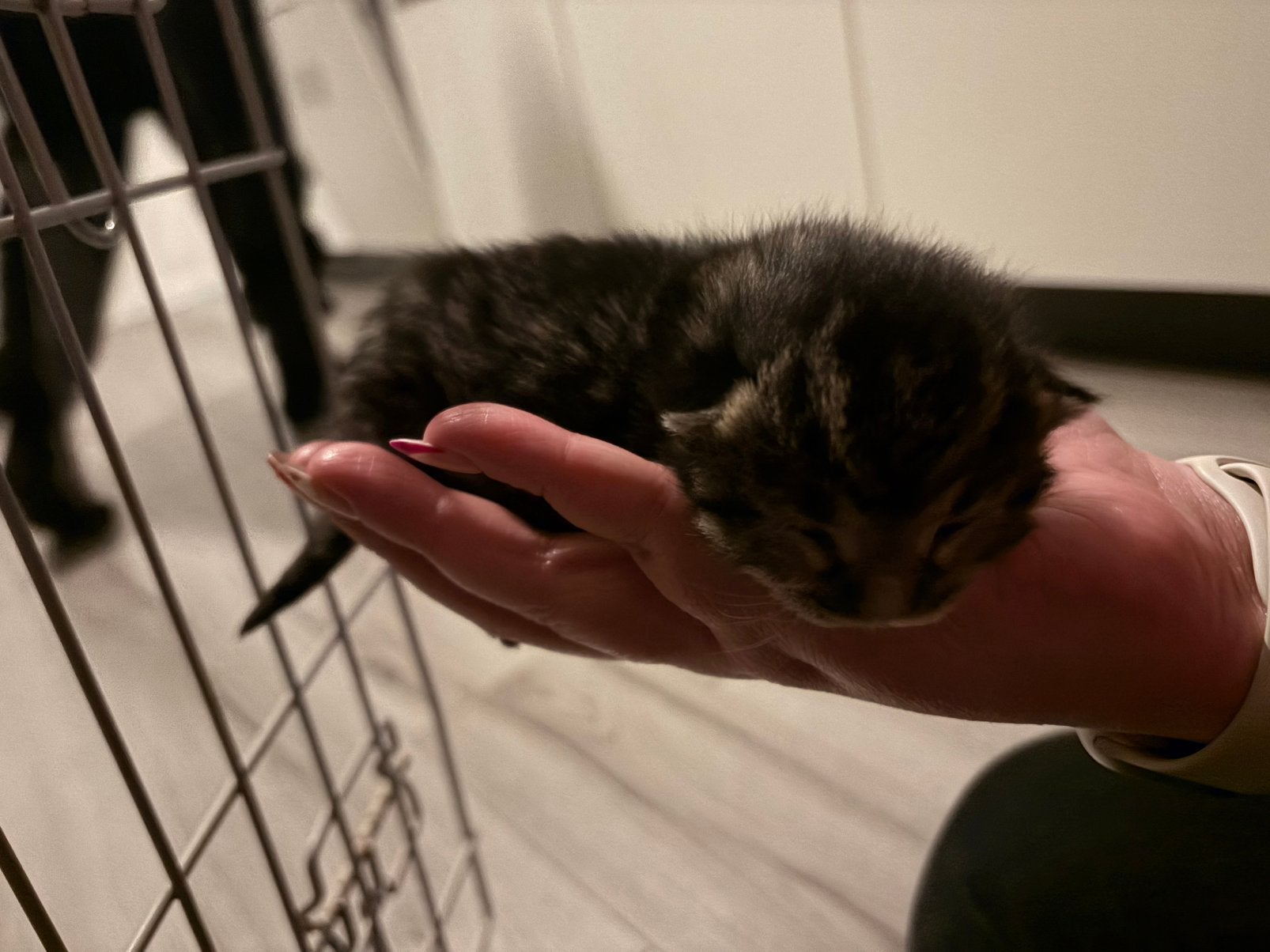 britse korthaar x maine coon poesje, Meerdere dieren