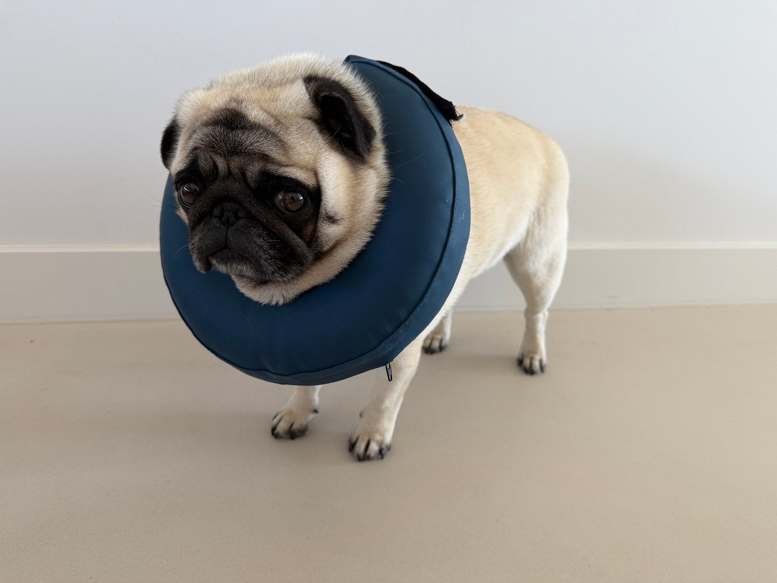 Oplaasbare beschermkraag, Dieren en Toebehoren, Honden-accessoires, Overige merken, Ophalen of Verzenden, Gebruikt