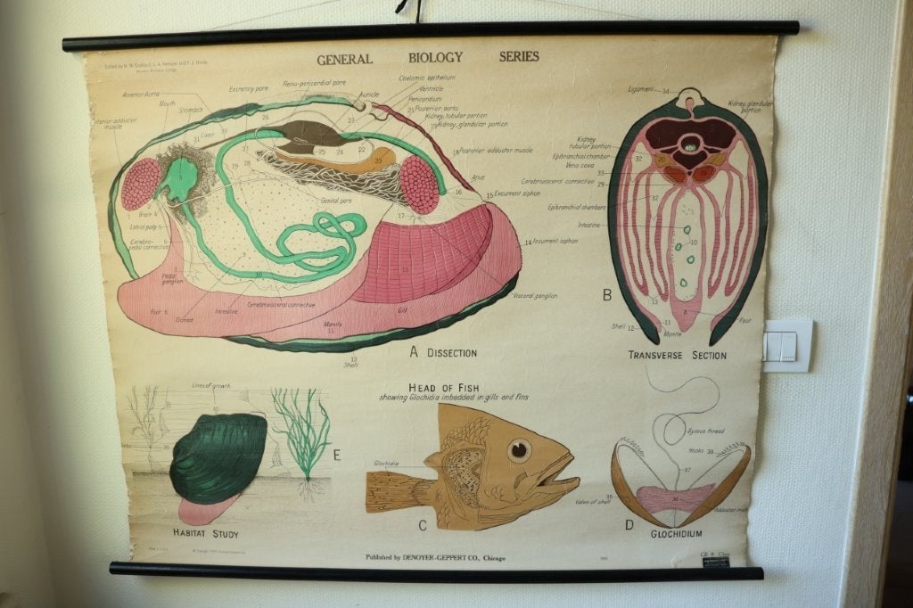 Vintage biologische schoolplaat Mossel, Antiek en Kunst, Ophalen of Verzenden, Natuur en Biologie